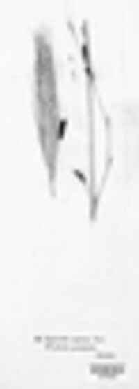 Claviceps purpurea image